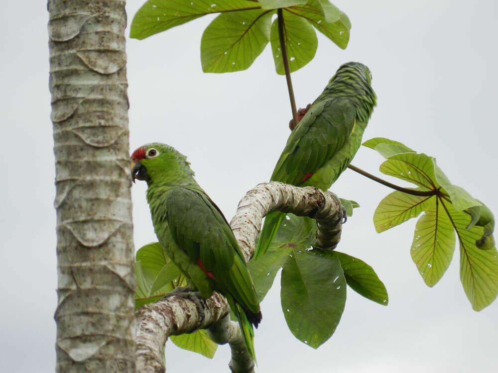 Image of Amazon parrots