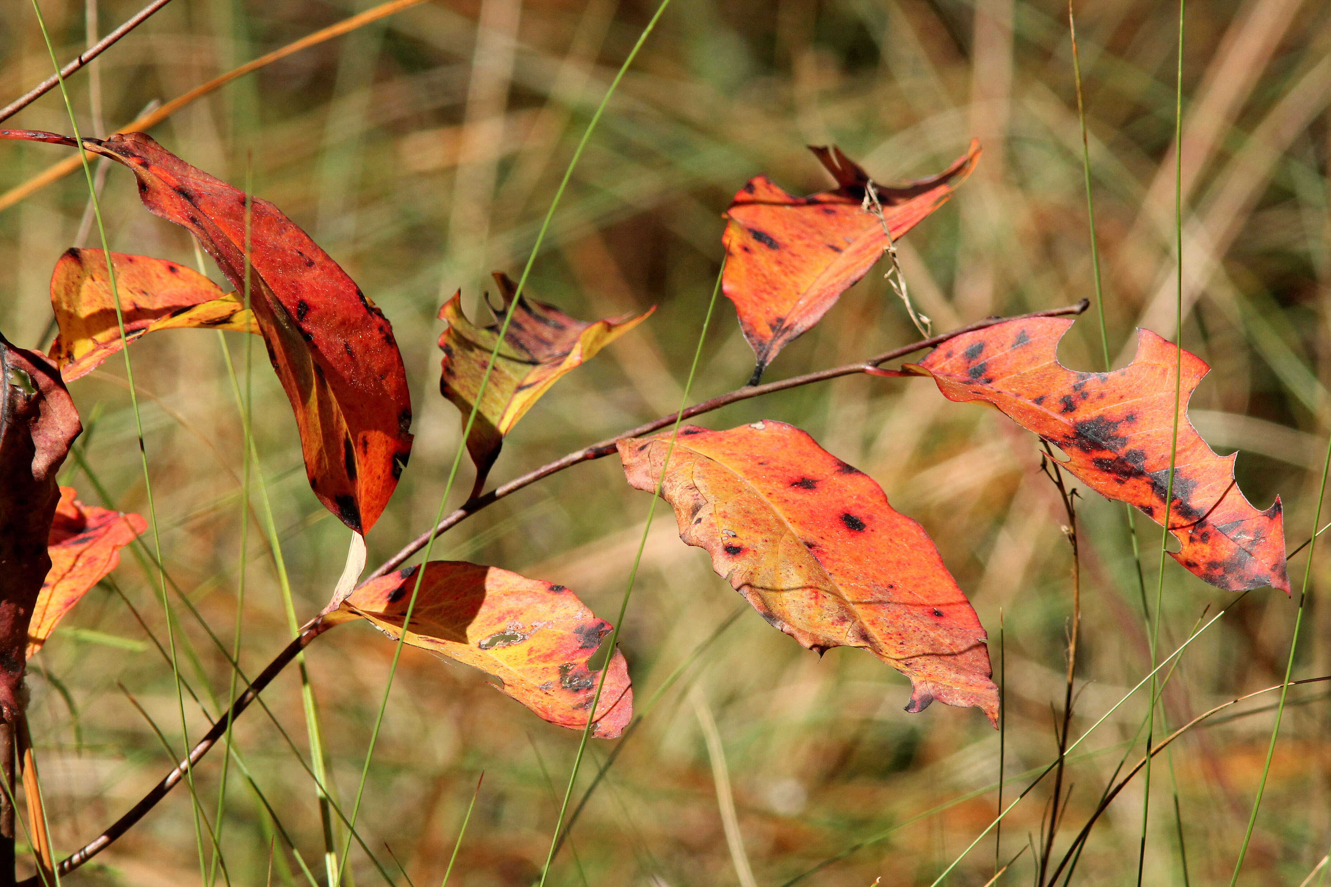 Image of diospyros