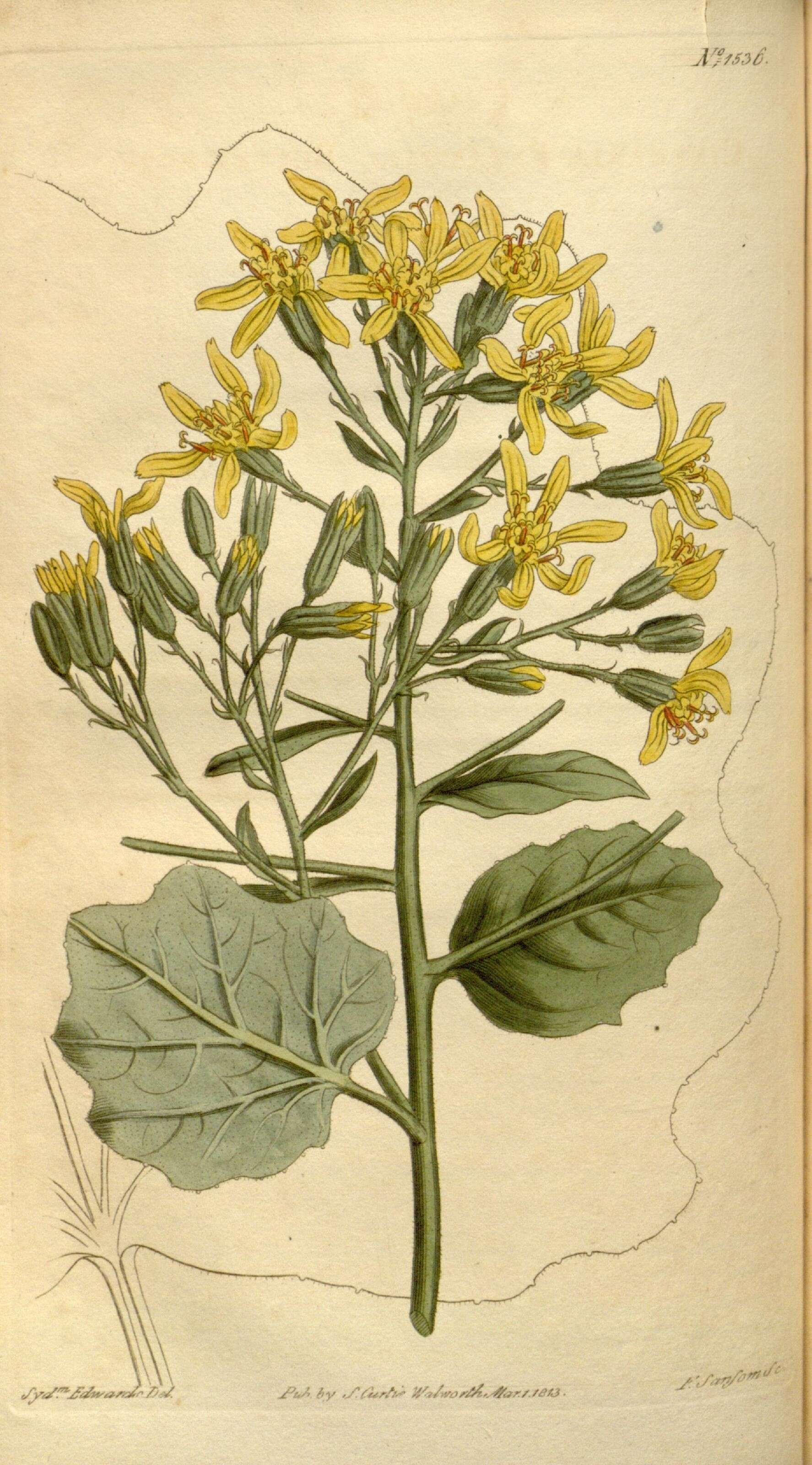 Image of velvet groundsel