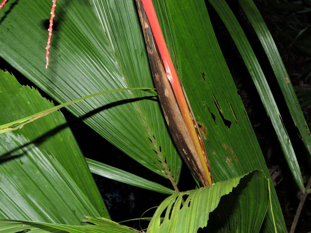 Reinhardtia latisecta (H. Wendl.) Burret的圖片