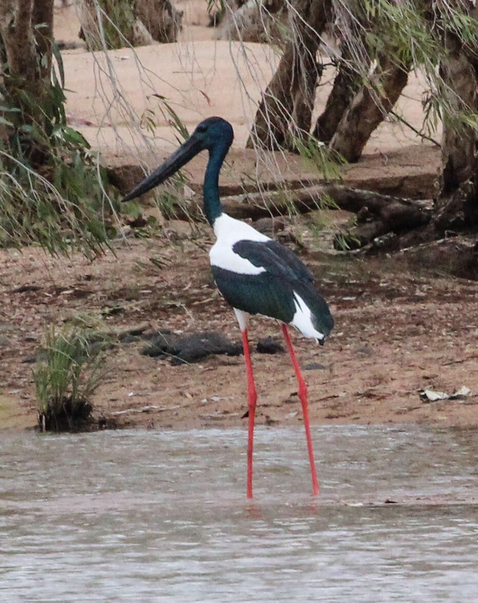 Image of Black-necked Stork