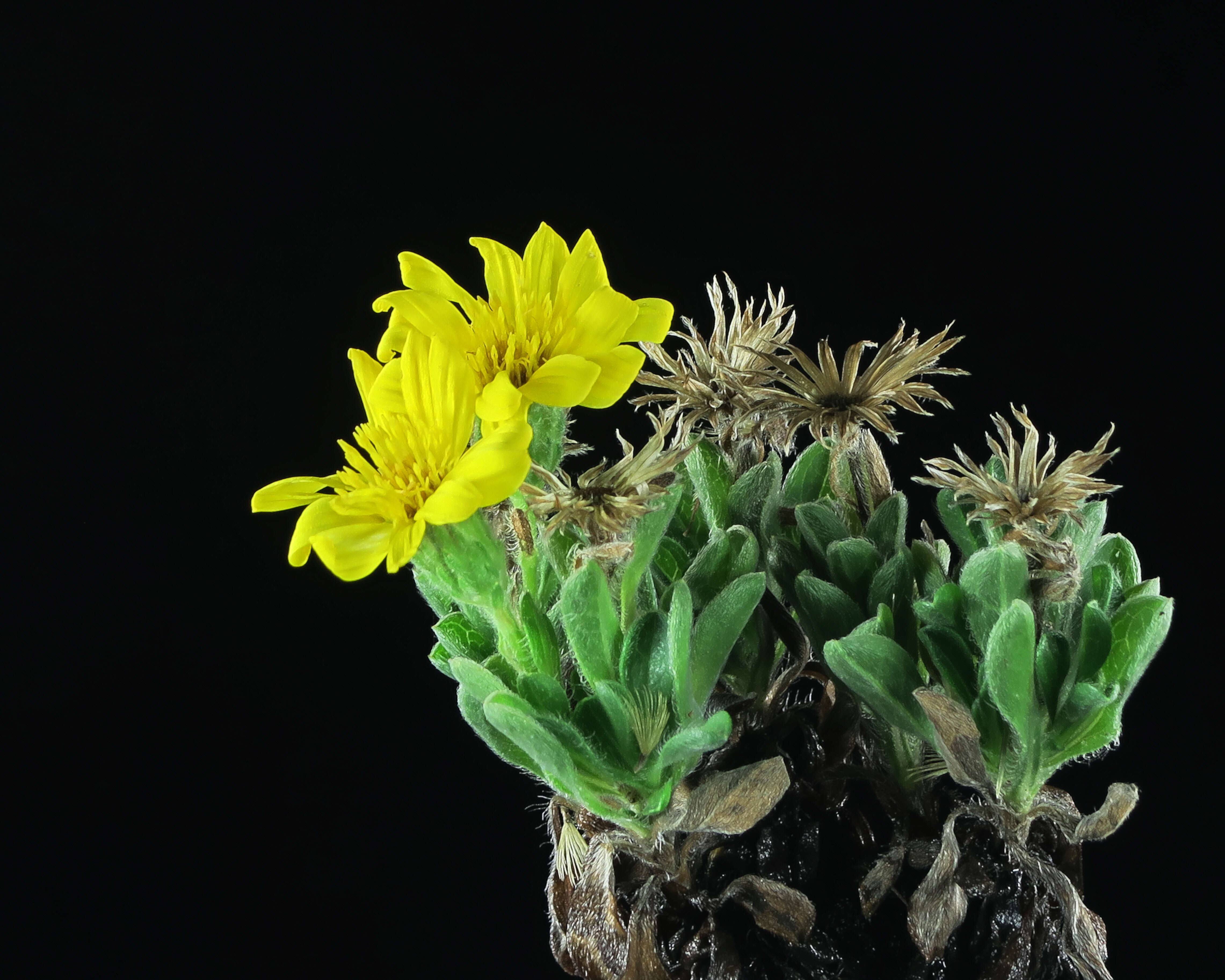 Image of sessileflower false goldenaster