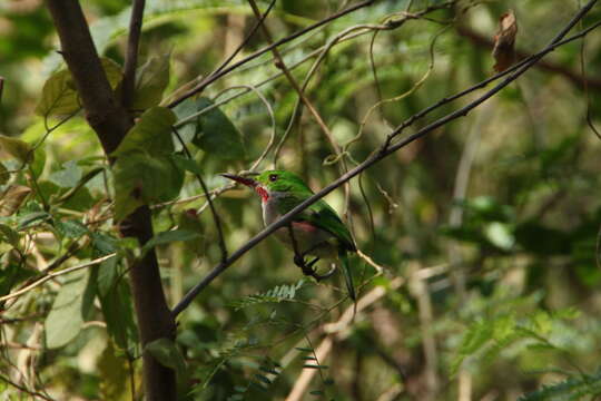 Imagem de Todus angustirostris Lafresnaye 1851