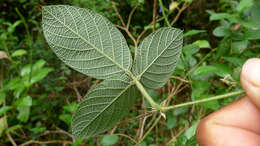 Image of Periandra