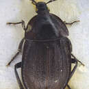 Image of Silpha (Phosphuga) atrata Linnaeus 1758