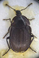 Image of Silpha (Phosphuga) atrata Linnaeus 1758