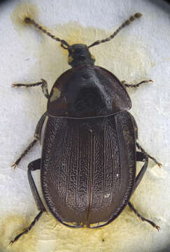 Image of Silpha (Phosphuga) atrata Linnaeus 1758