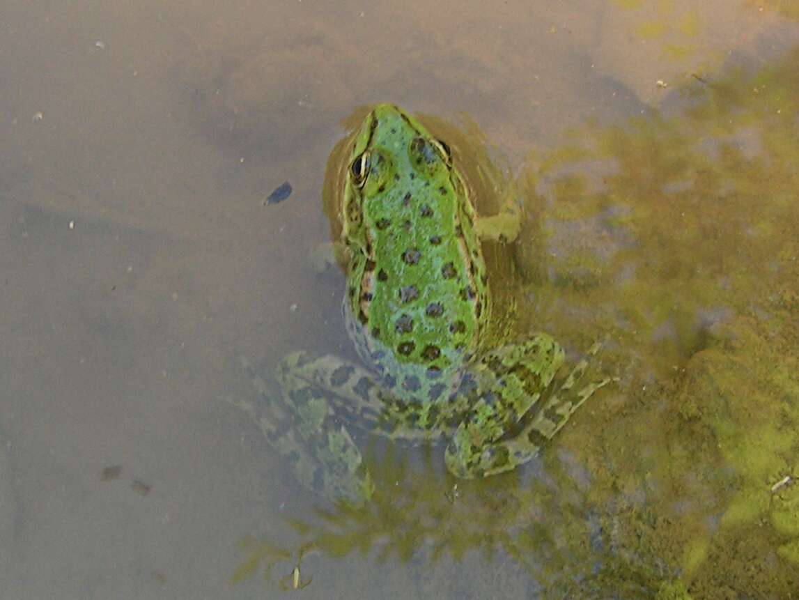 Image of Green Frogs; Water Frogs