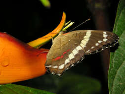 Plancia ëd Heliconia latispatha Benth.