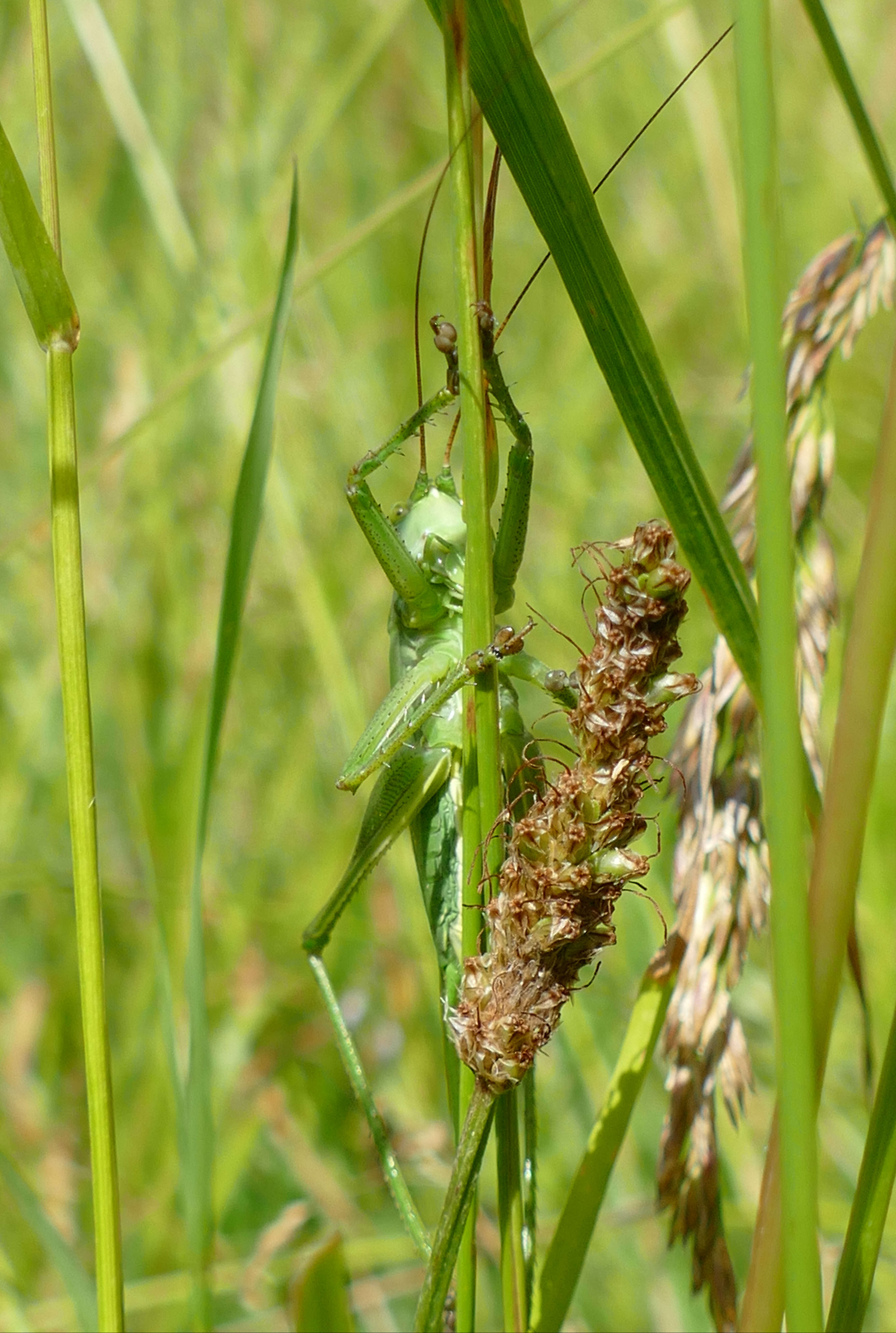 Image of katydid