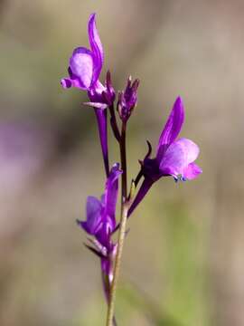 Image of Linaria pelisseriana (L.) Mill.