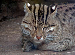 Image of Asian spotted cats
