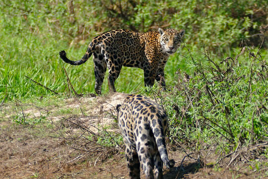 Image of Jaguar