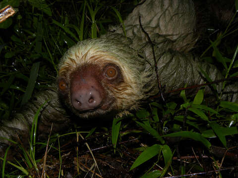 Image of two-toed sloths