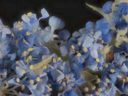 Image of ceanothus