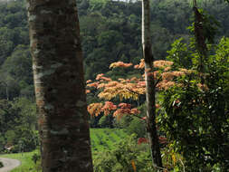 Image of ceiba