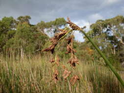 Image of bulrush