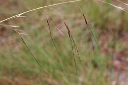Image of speargrass