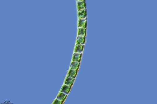 Image of Microspora floccosa (Vaucher) Thuret 1850