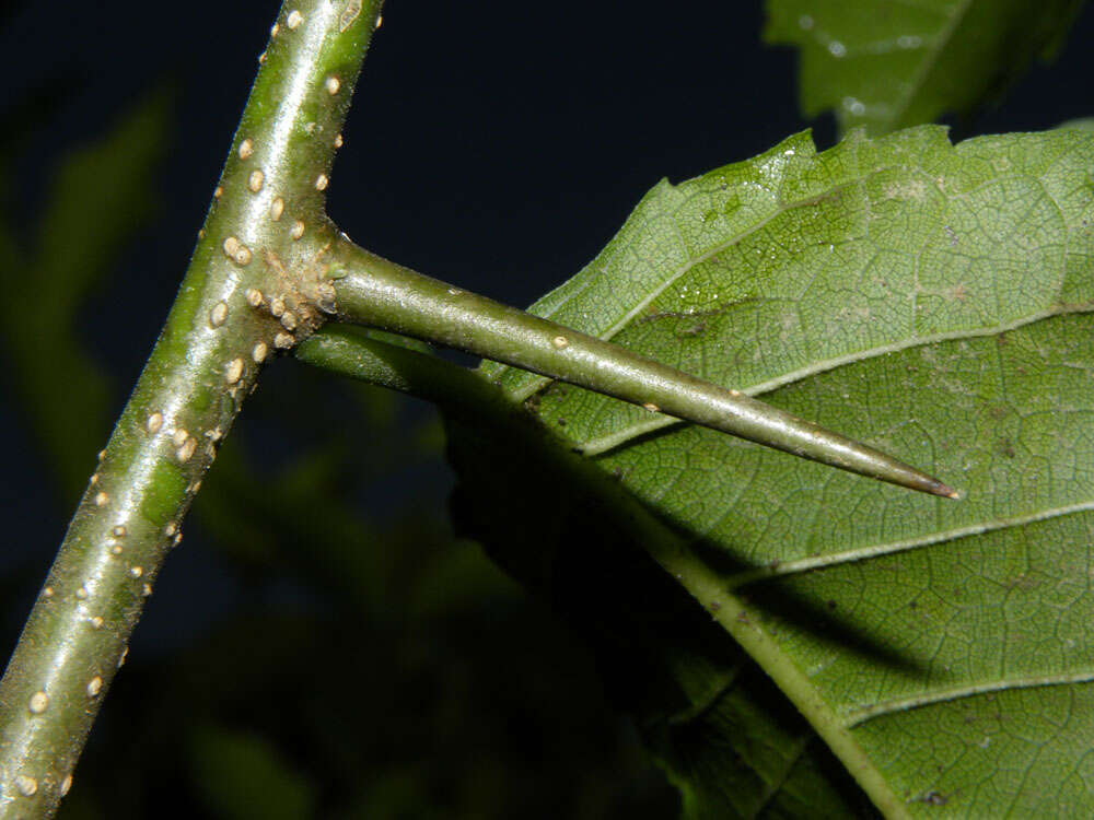 Image of Osage-orange