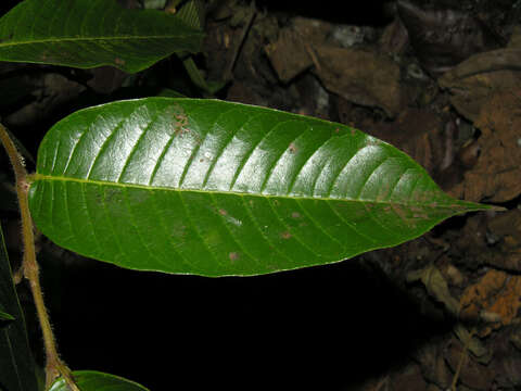 Image of Pseudolmedia glabrata (Liebm.) C. C. Berg