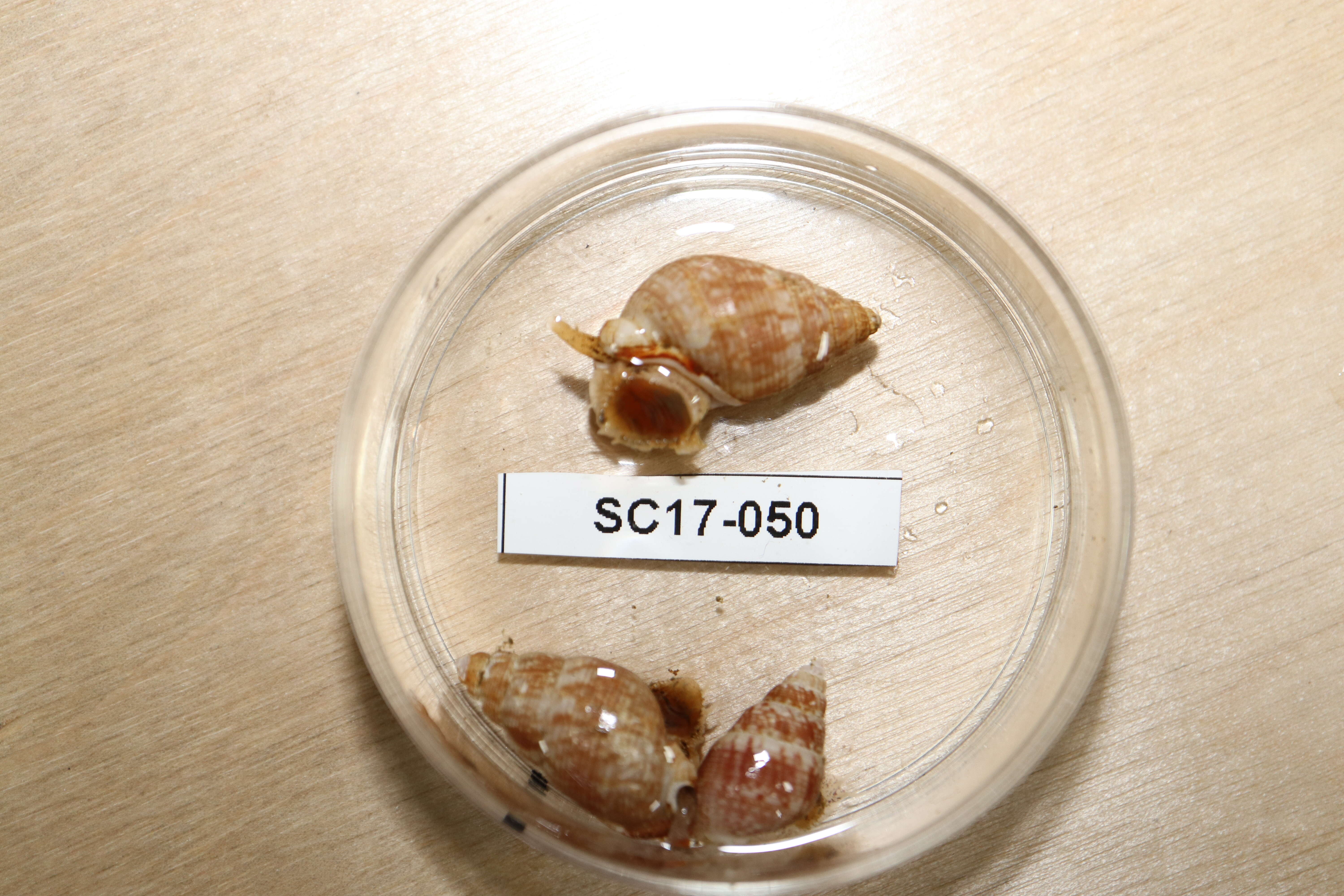 Image of nassa mud snails