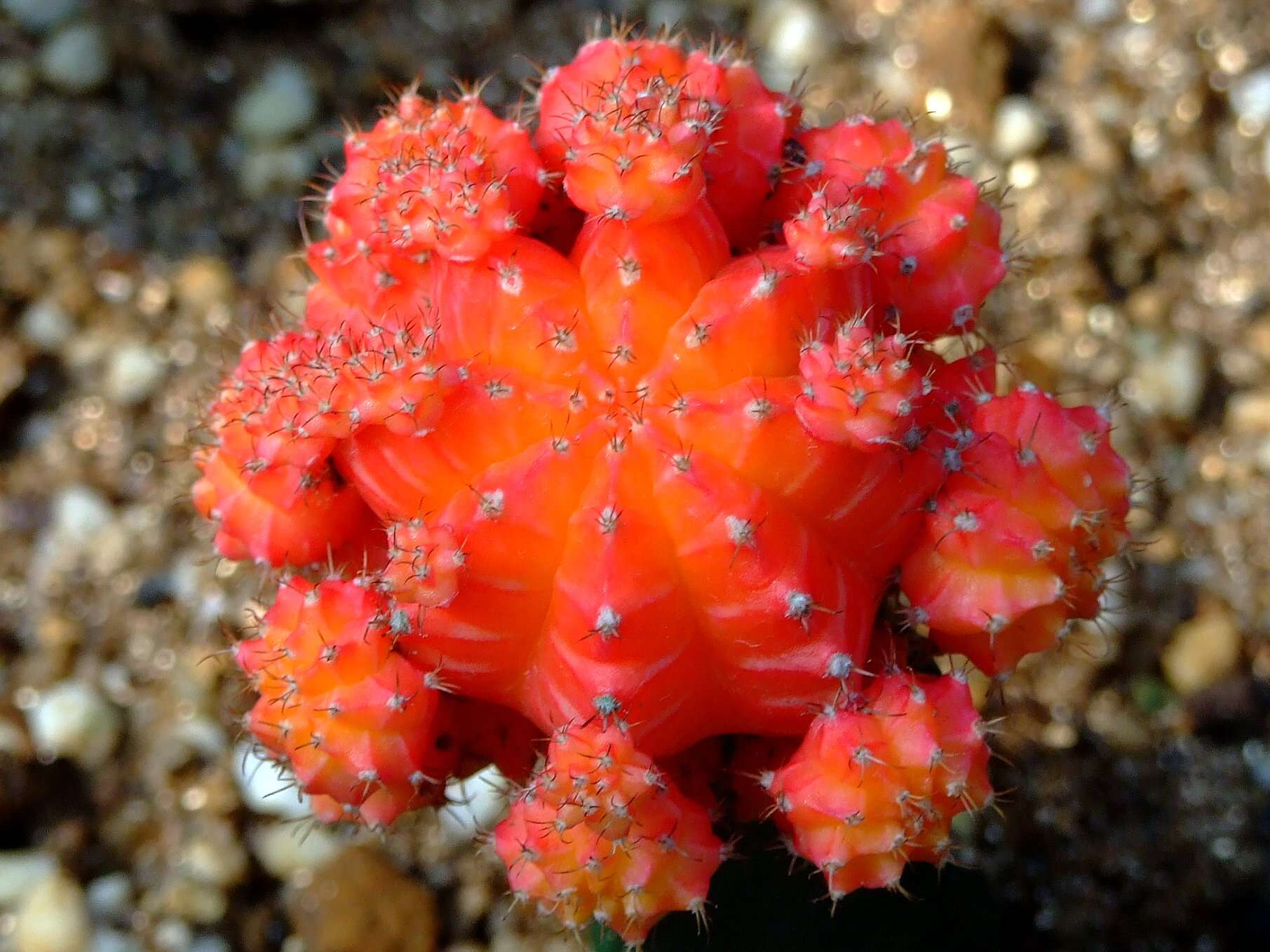 Plancia ëd Gymnocalycium mihanovichii (Fric & Gürke) Britton & Rose