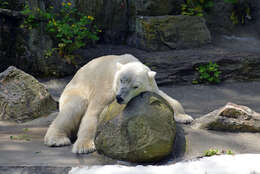 Imagem de urso-polar