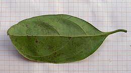 Image of Cordia acutifolia Fresen.