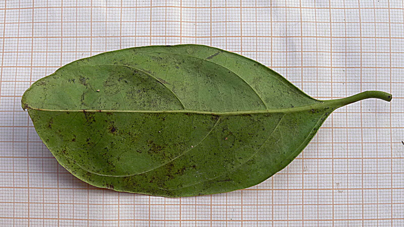 Plancia ëd Cordia acutifolia Fresen.