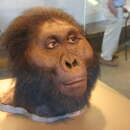 Sivun Paranthropus boisei (Leakey 1959) kuva