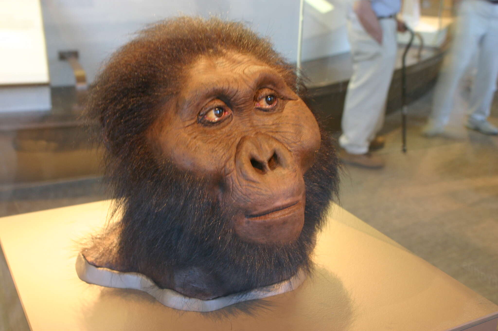 Image of australopithecine