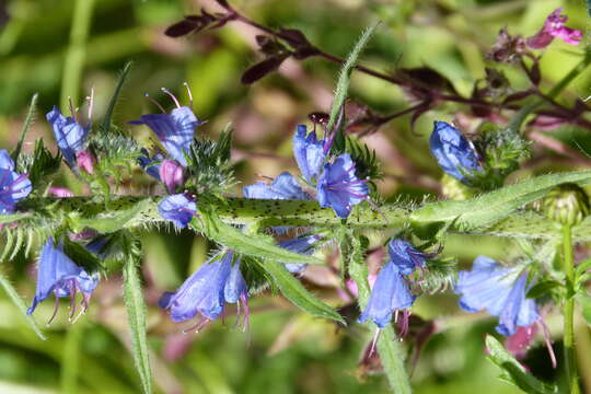 Imagem de Echium vulgare L.