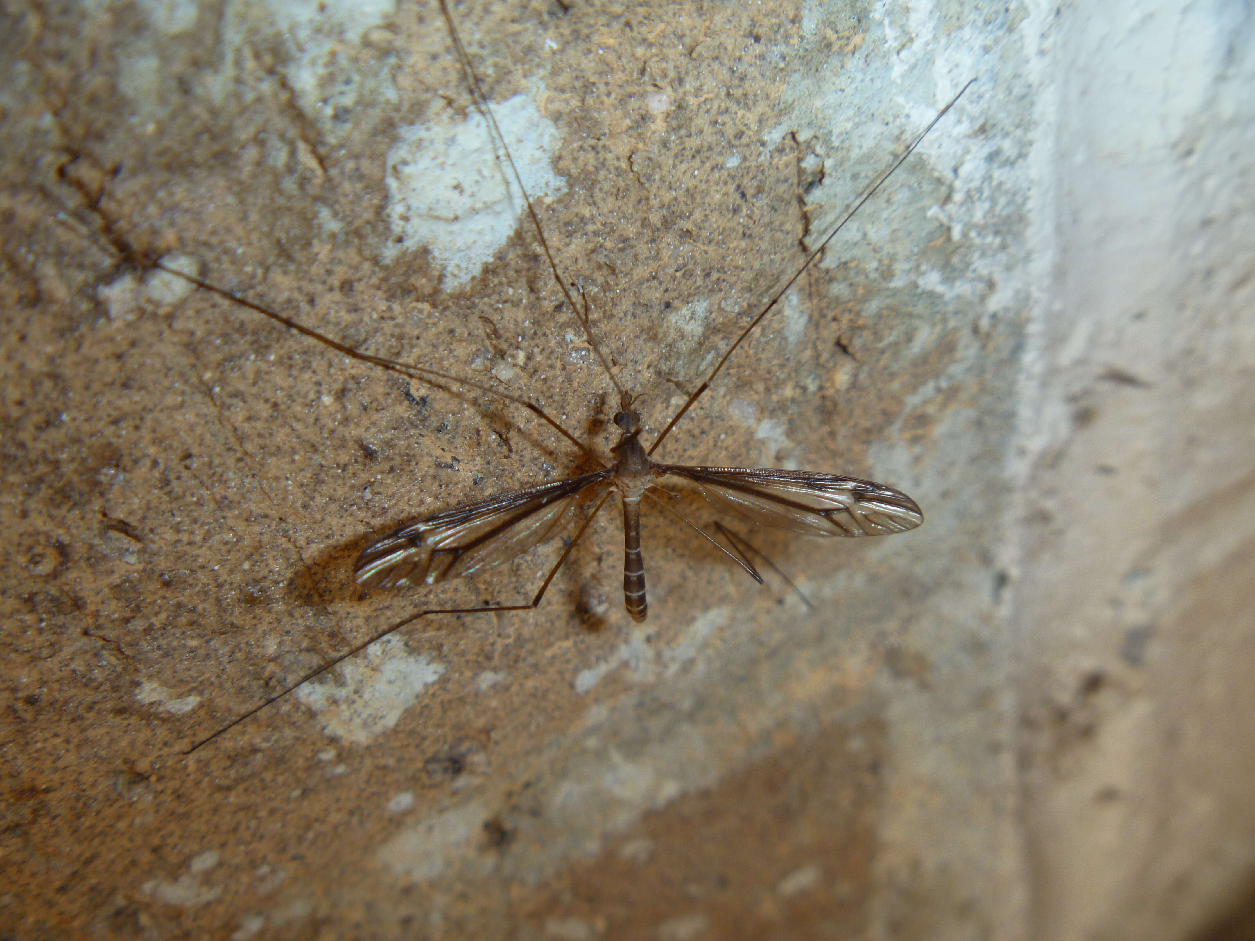 Image of Tipula