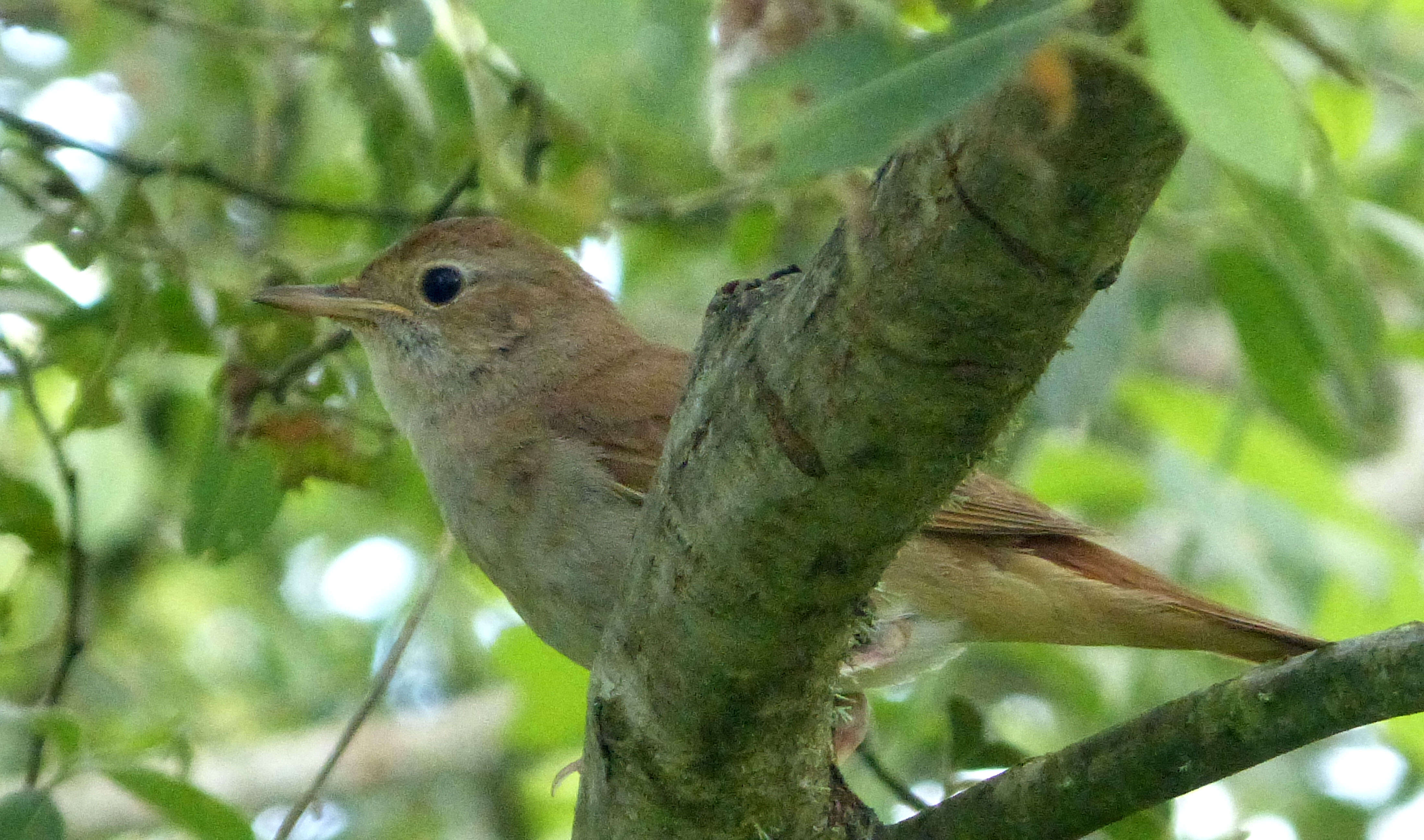 Image of Nightingale