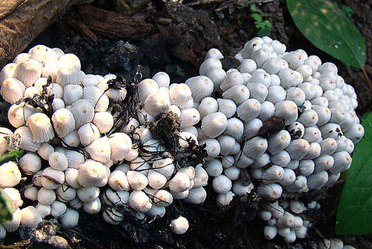 Image of Trooping Inkcaps