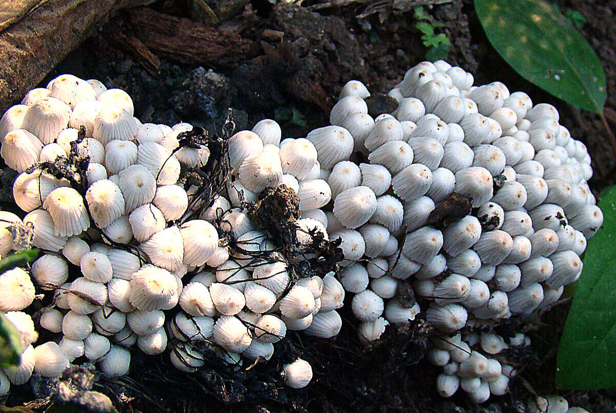 Image of Trooping Inkcaps