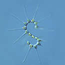 Imagem de Asterionellopsis glacialis