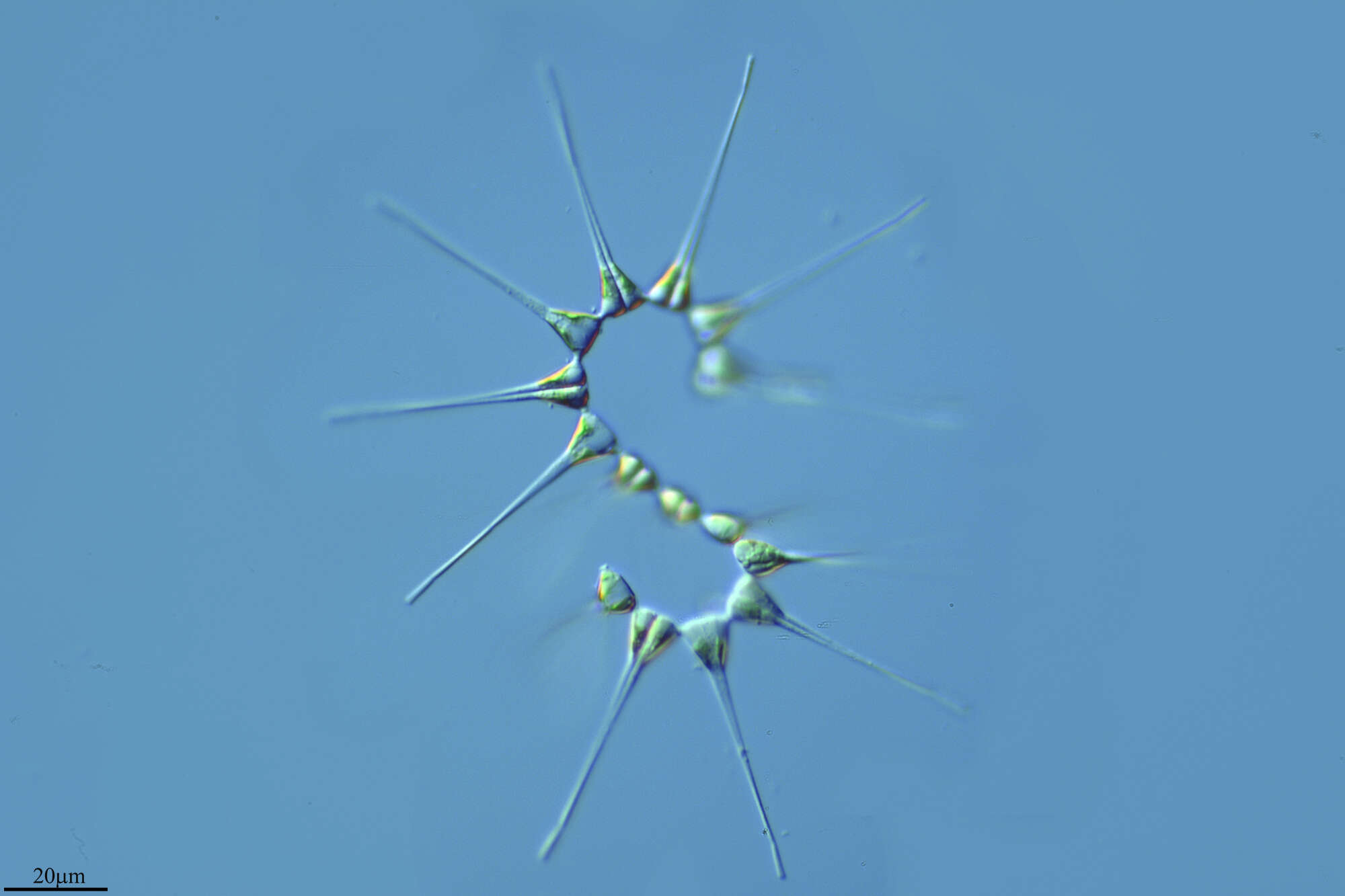 Image de Asterionellopsis
