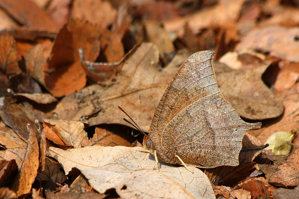 Image of Leafwings