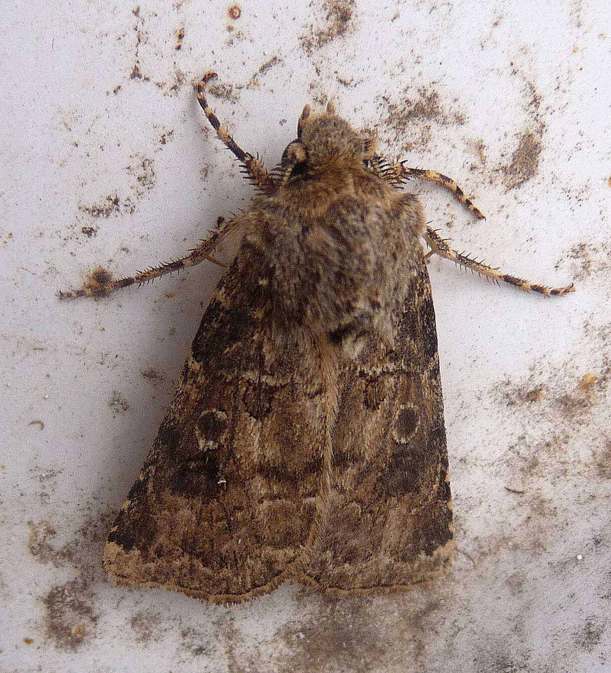 Image of Agrotis crassa Hübner