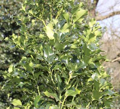 Image of English holly