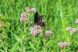 Papilio troilus Linnaeus 1758 resmi