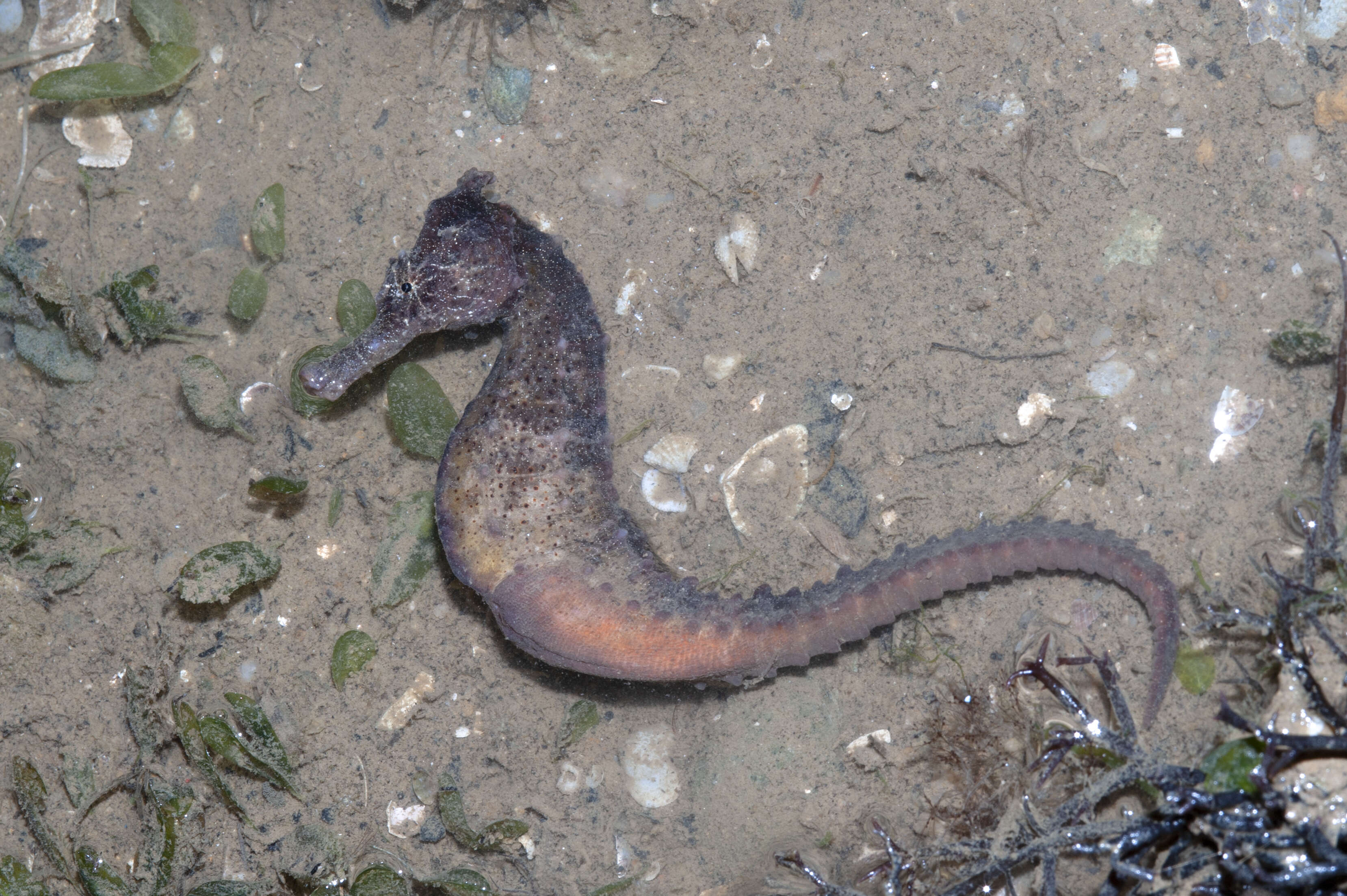 Image of seahorses