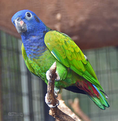 Image of Blue-headed Parrot