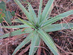 Image of Basil Christian's aloe