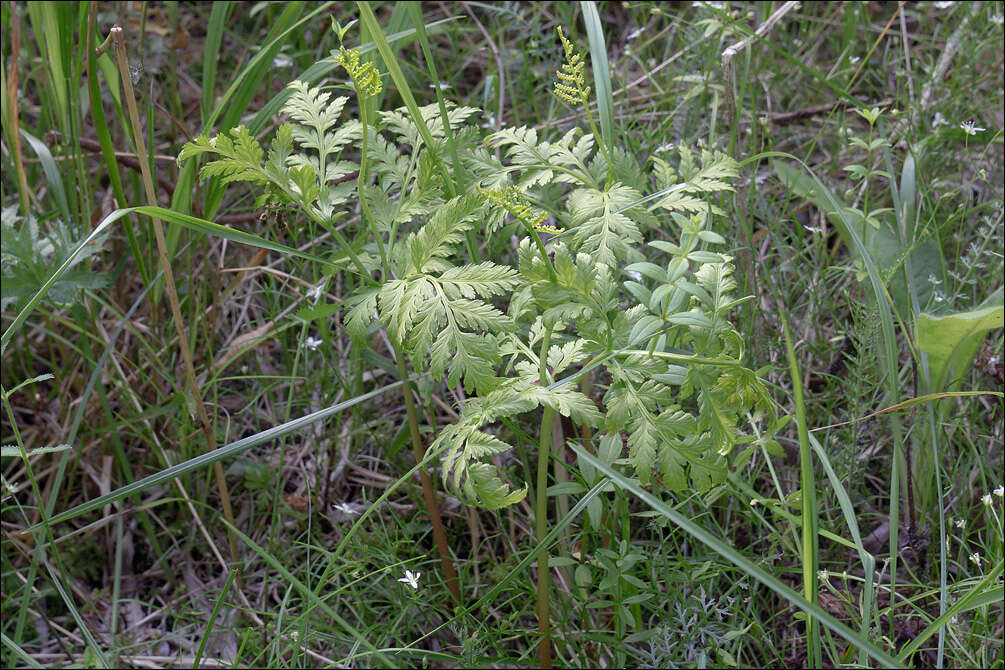 Image of rattlesnake fern