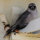 Image of Southwestern Black-faced Woodswallow