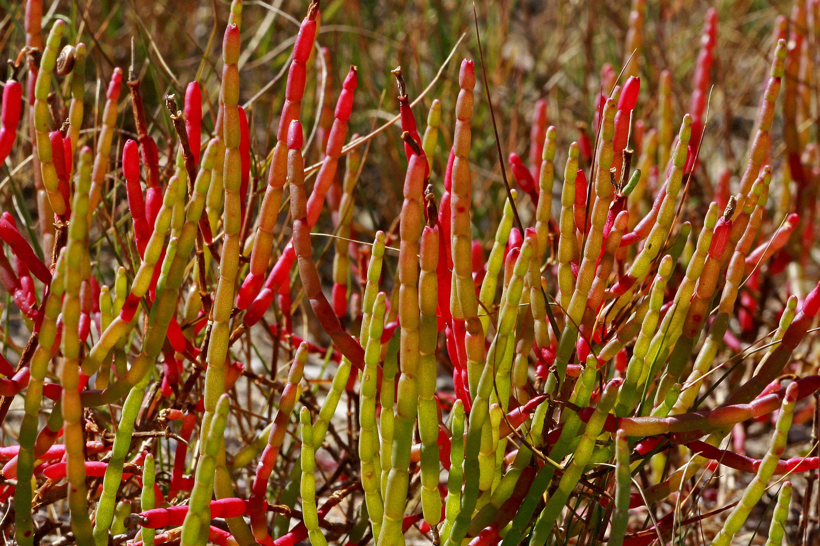 Image of Glasswort