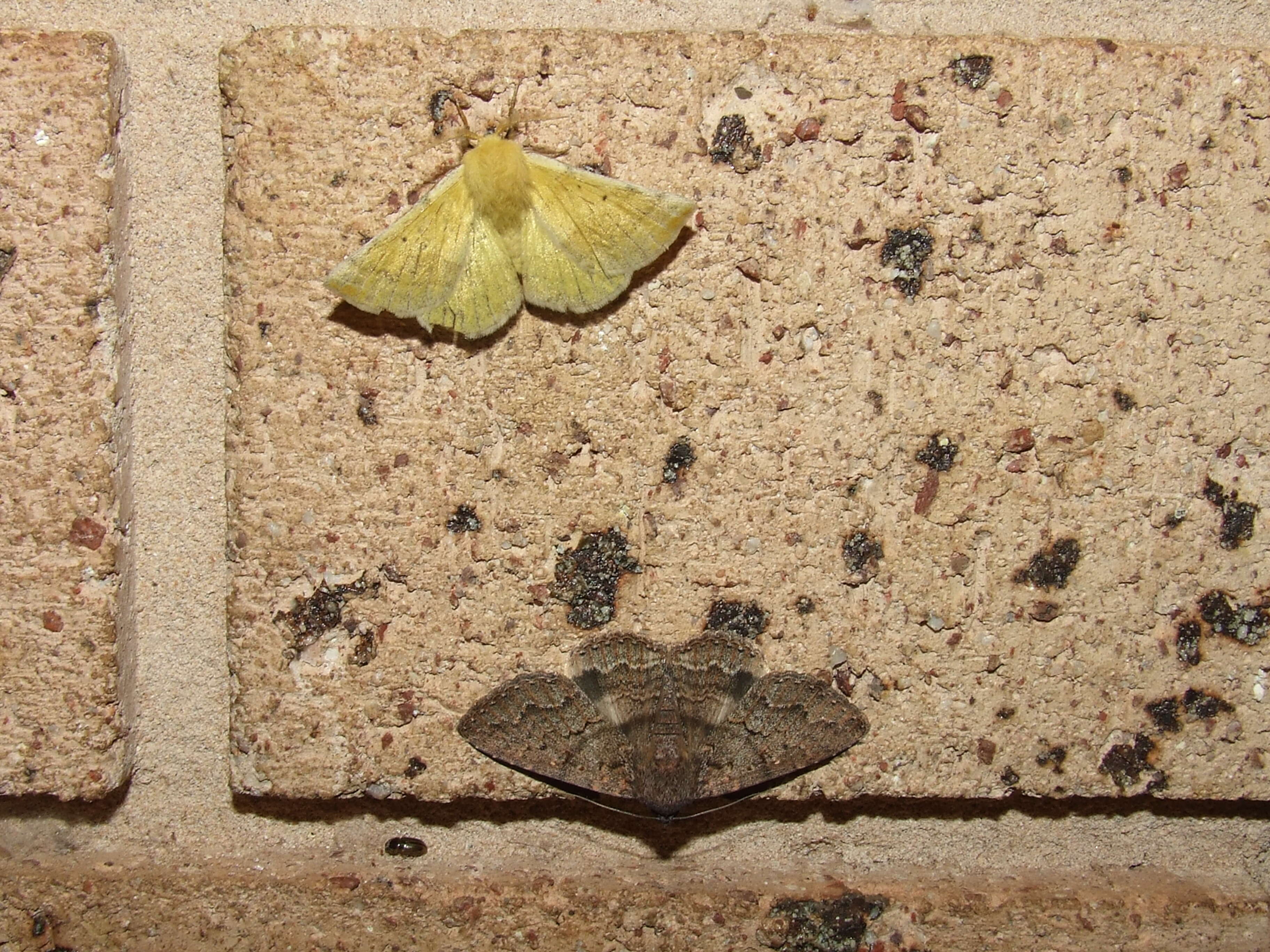 Image of Australian lappet moths